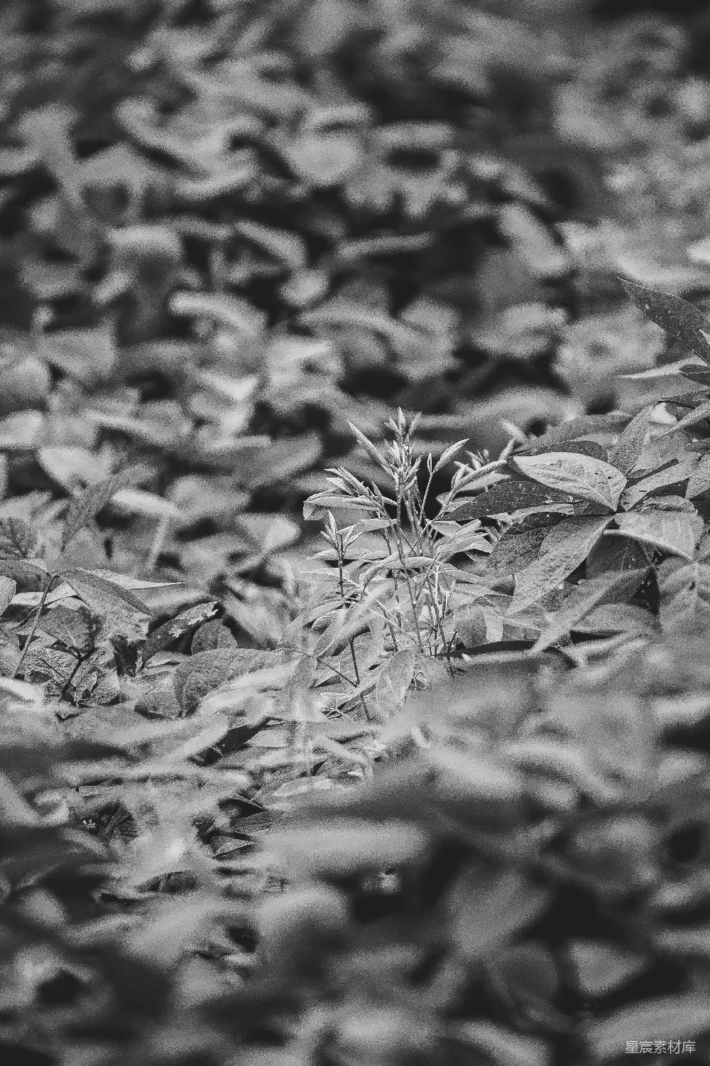 高清摄影  一张植物的特写照片