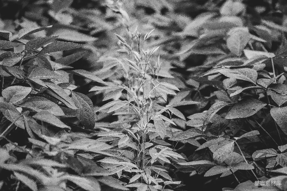 高清摄影  一张树叶的特写照片
