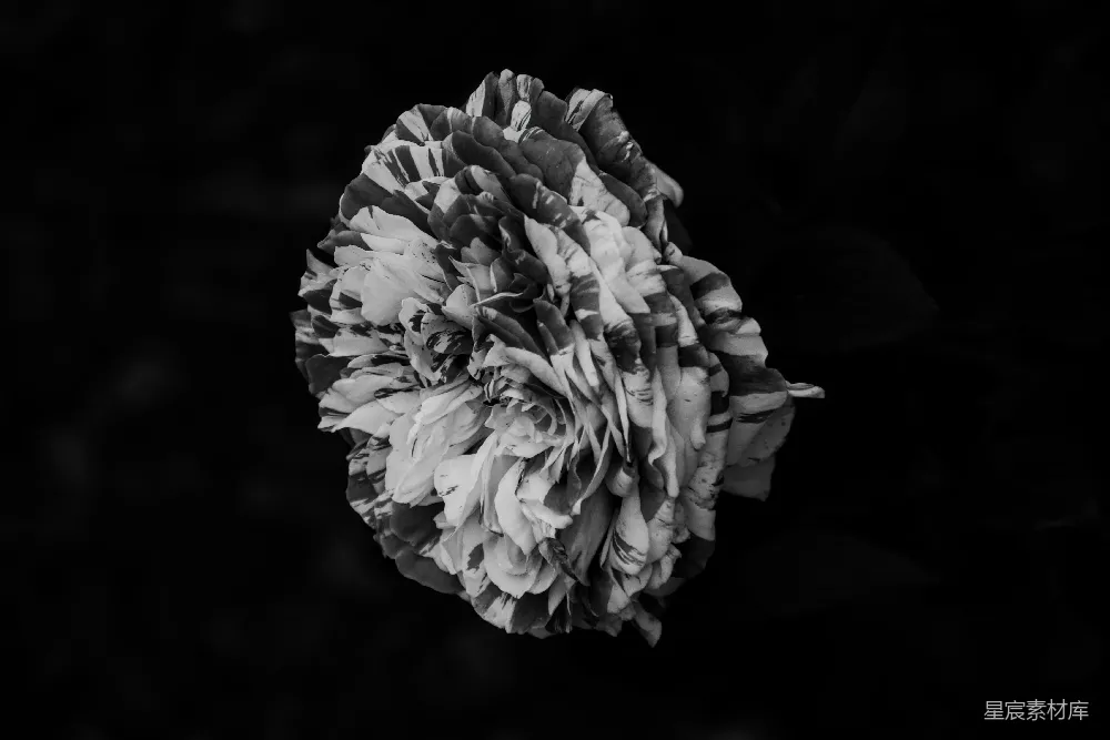 高清摄影  黑白条纹的花在暗色背景前。