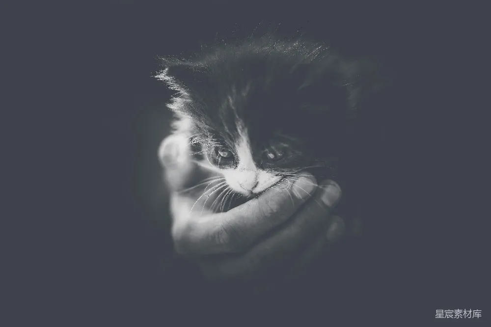 高清摄影  黑白小猫