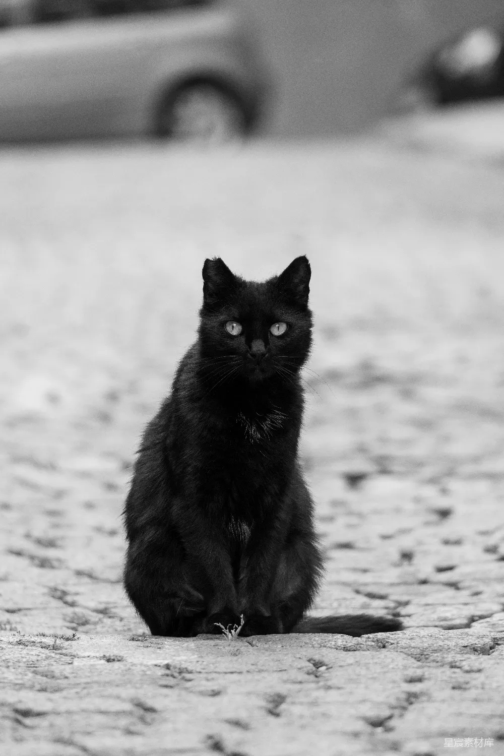 高清摄影  一只黑猫坐在鹅卵石街道上。