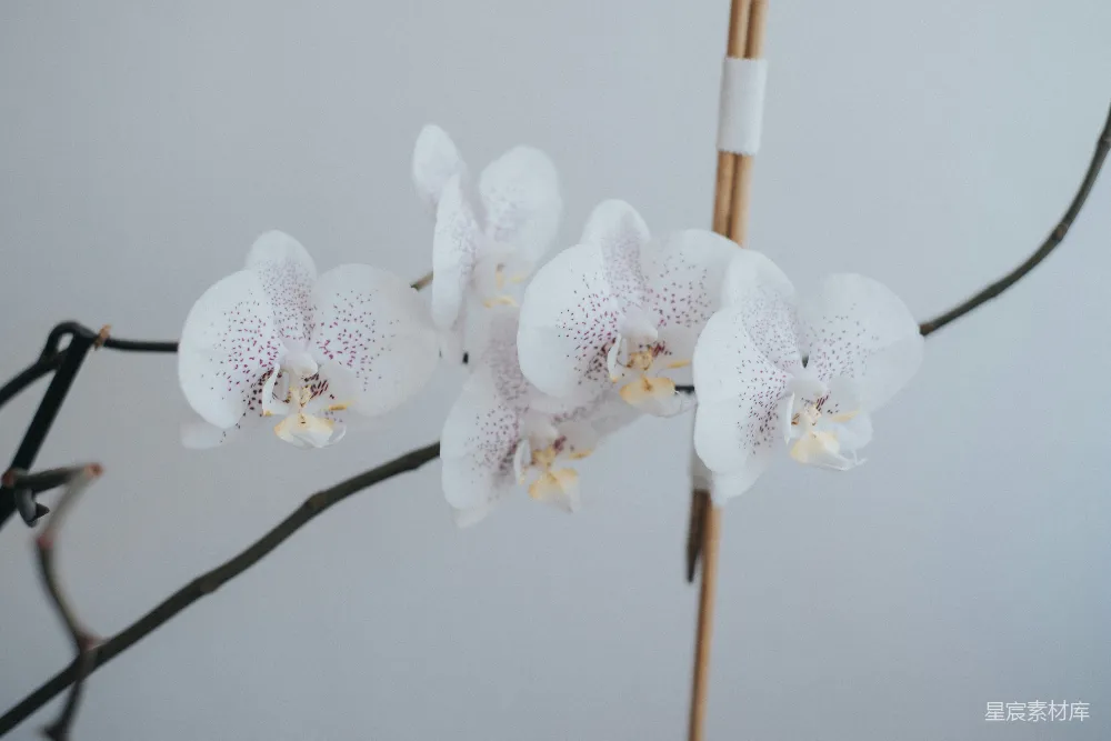 一朵花的特写镜头