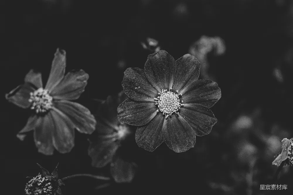 高清摄影  一张黑白照片，三朵花。
