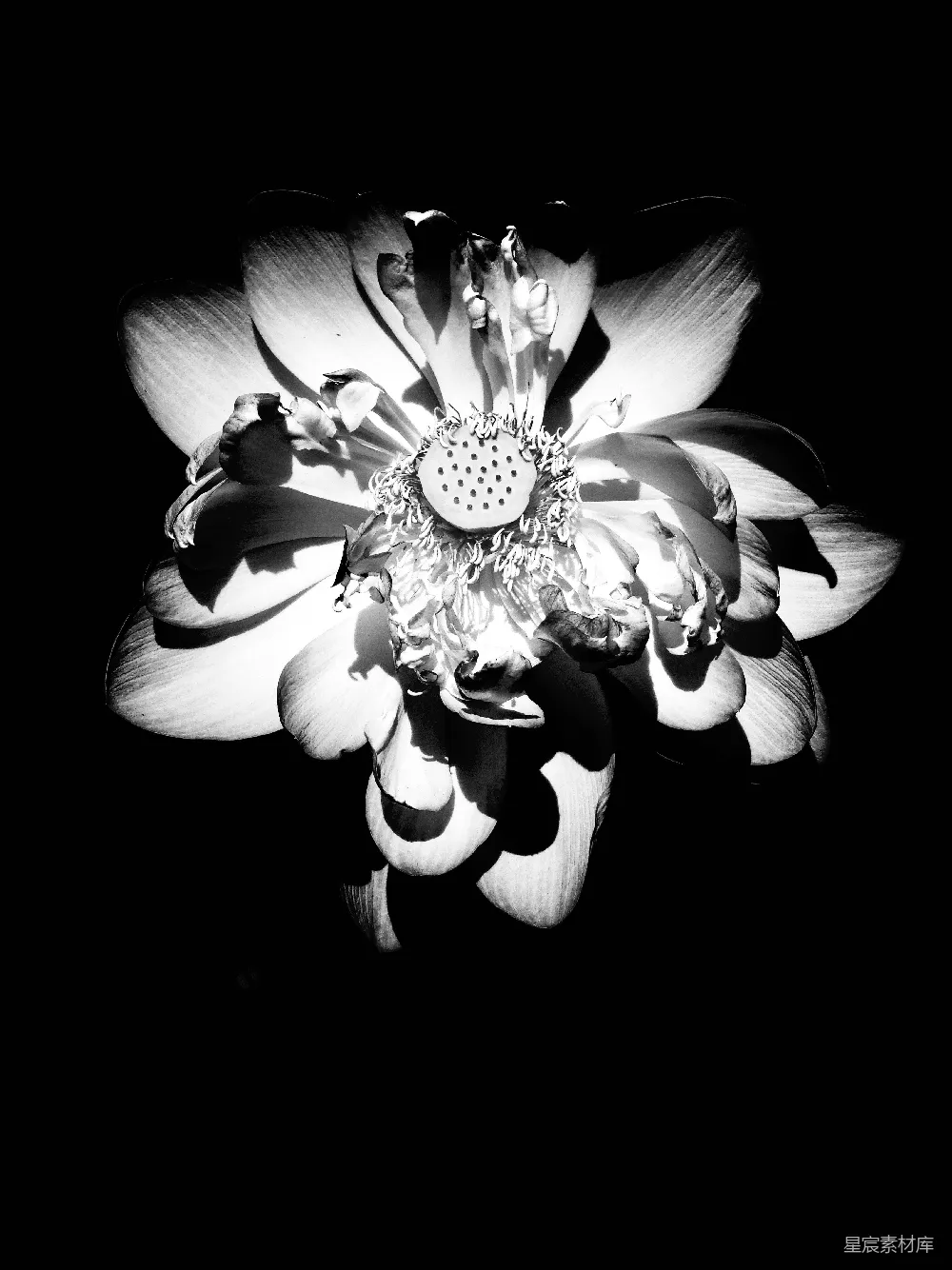 高清摄影  黑白莲花映衬在暗色背景前