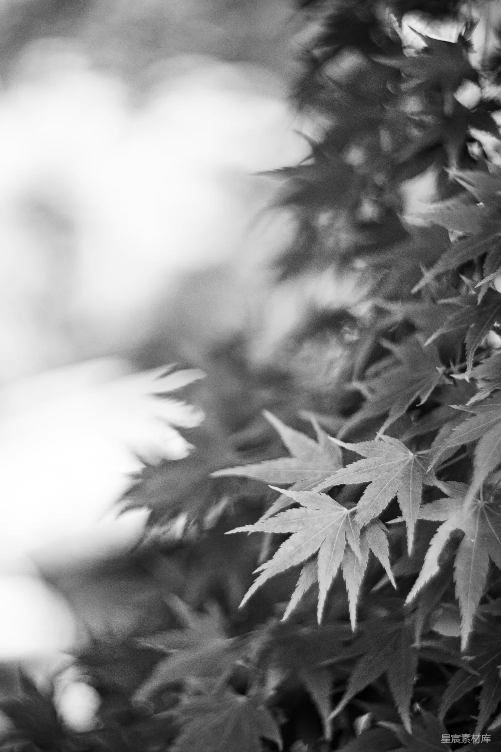 高清摄影  一株植物的特写照片