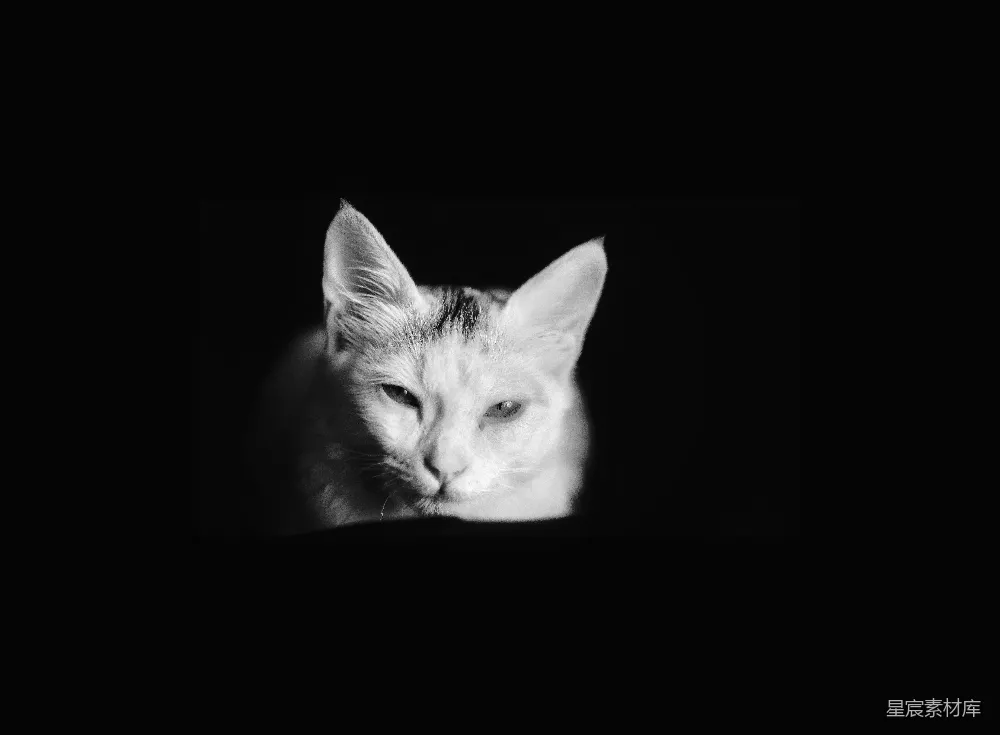 高清摄影  黑白照片中的猫躺在黑色纺织物上。