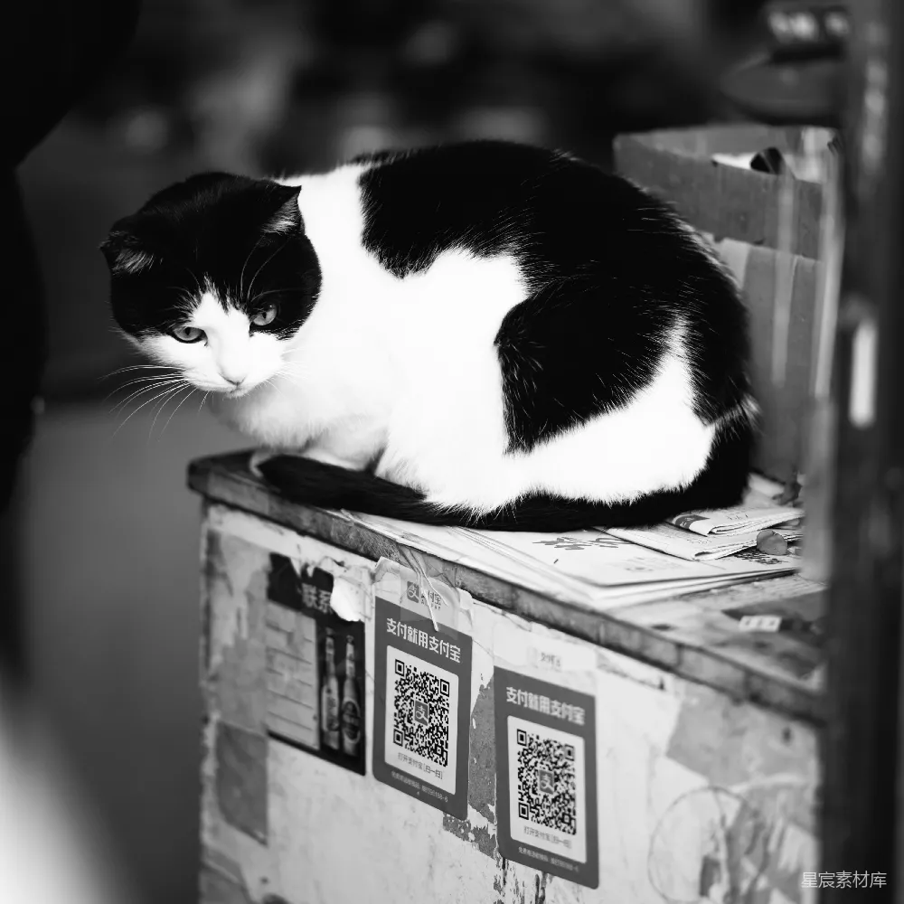 高清摄影  一只黑白相间的猫坐在一个木箱顶上。