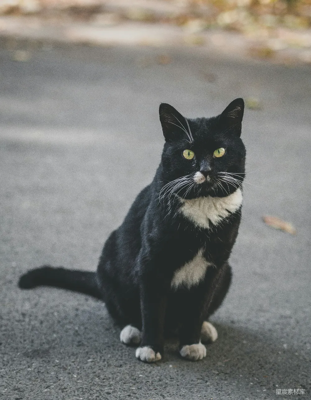 高清摄影  一只黑白相间的猫坐在地上