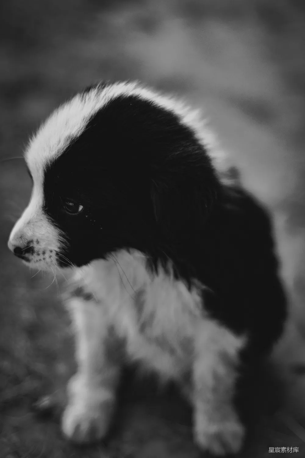 高清摄影  黑白边境牧羊犬幼犬