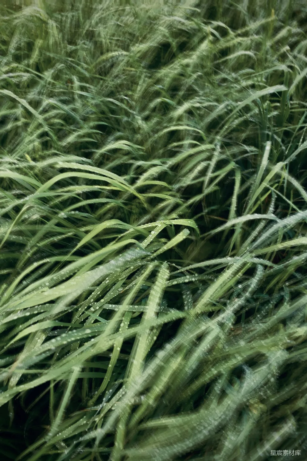 草的特写镜头