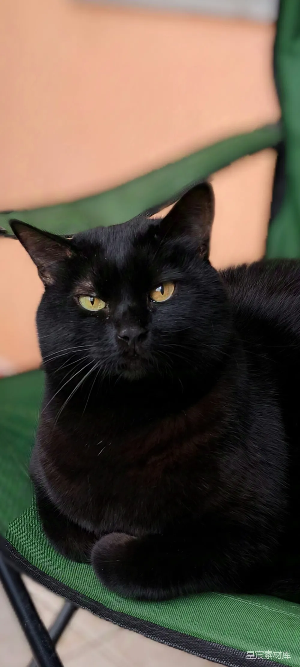 一只黑色的猫坐在绿色的椅子上。