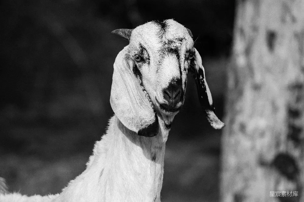 高清摄影 壁纸 在树林附近的一张灰度照片中有一只山羊。