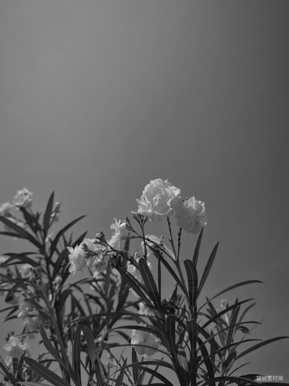 高清摄影  一张黑白照片，一些花朵的特写。