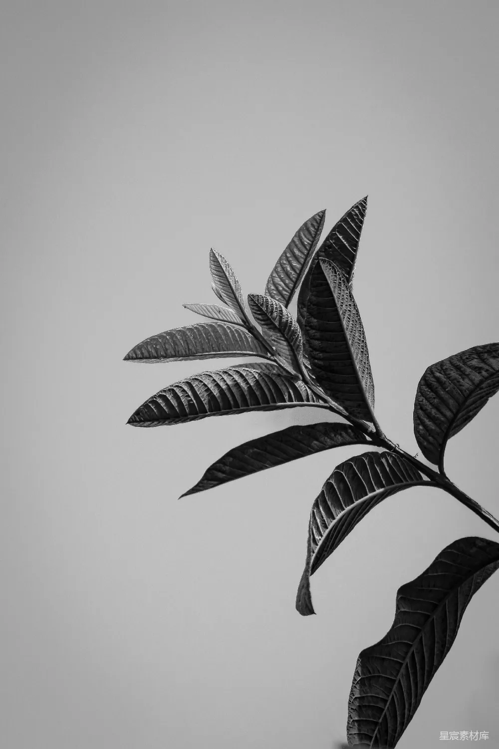 高清摄影 自然 一张黑白照片，展示了一根树枝。
