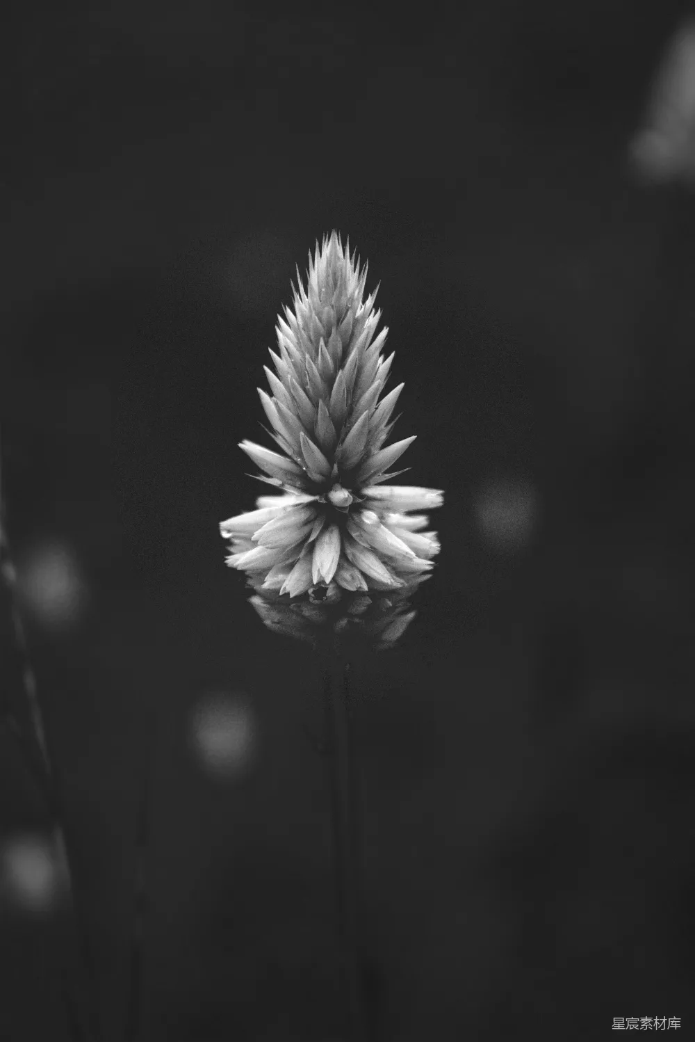 高清摄影 电影 壁纸 一张黑白照片，一朵花。