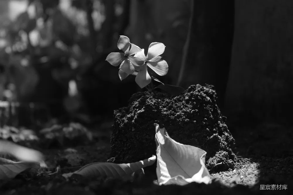 高清摄影  一朵白花在岩石上