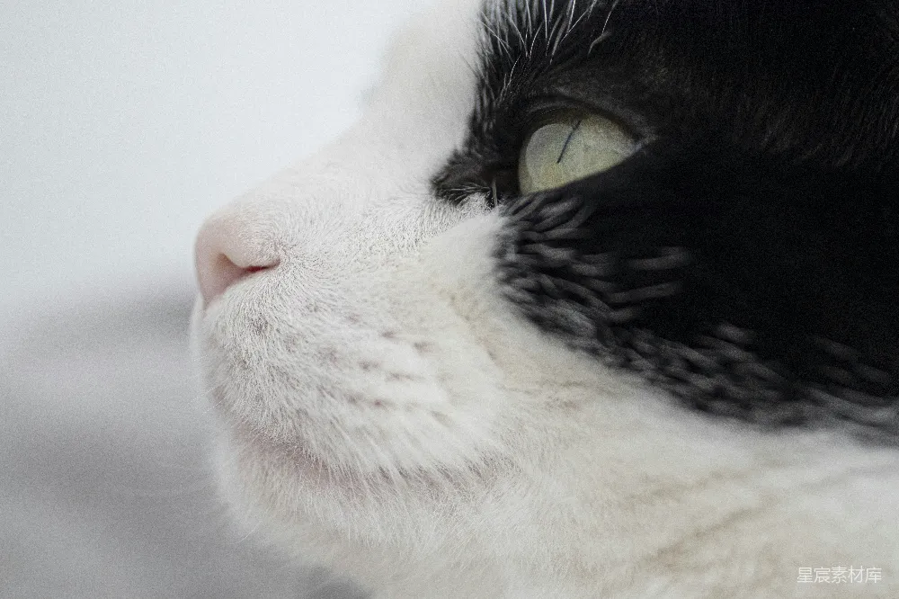 高清摄影  白底黑猫