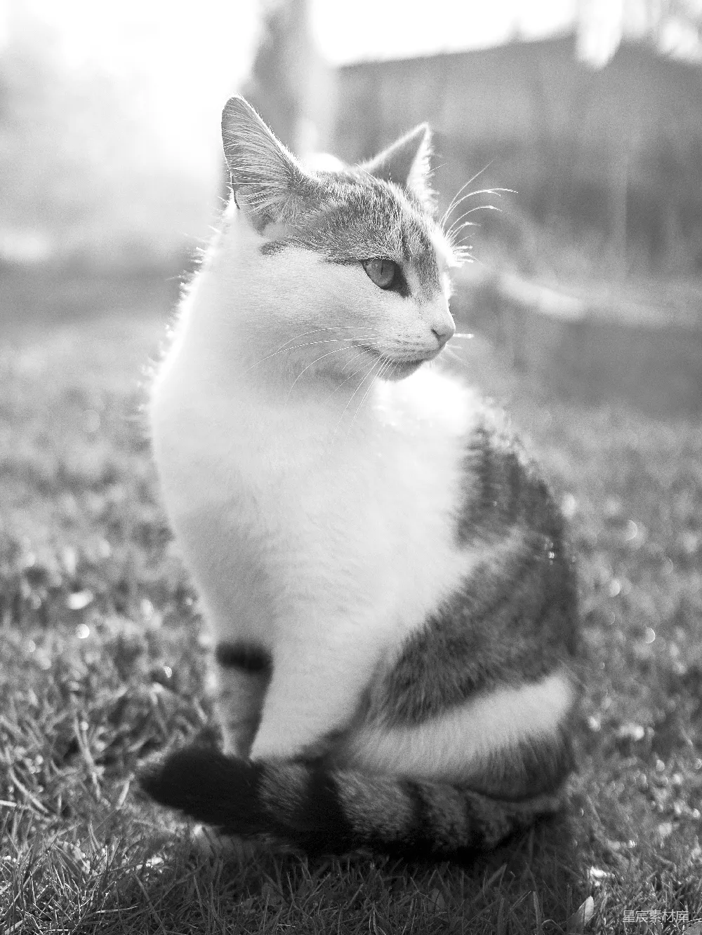 高清摄影  一只黑白相间的猫坐在草地上