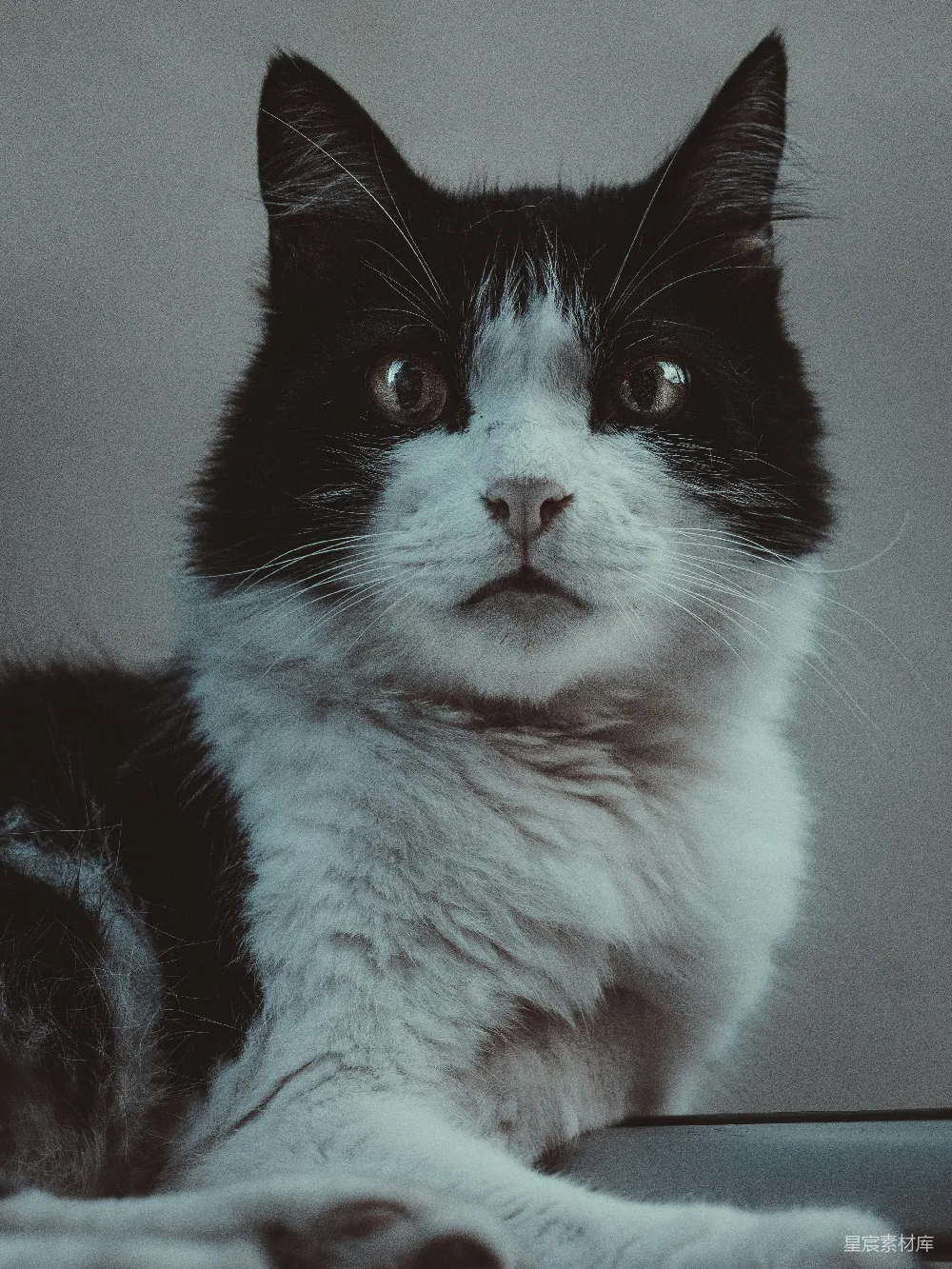 高清摄影  一只黑白相间的猫坐在桌子的顶部。