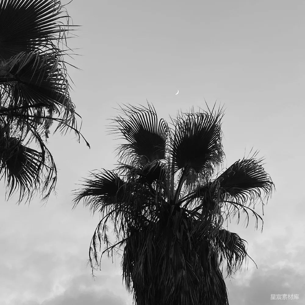 高清摄影  黑白照片中的棕榈树