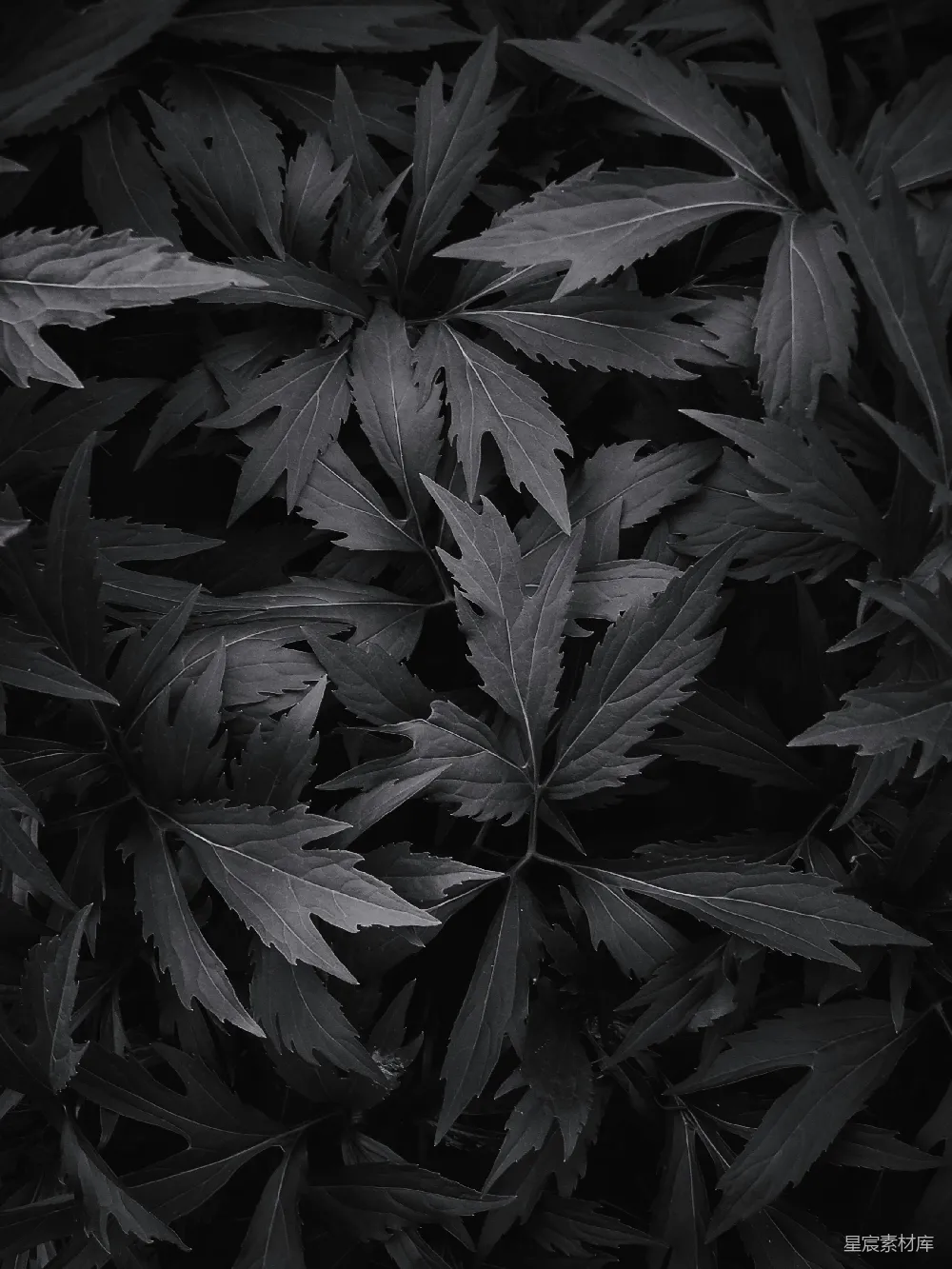高清摄影 自然 壁纸 一张植物的特写照片