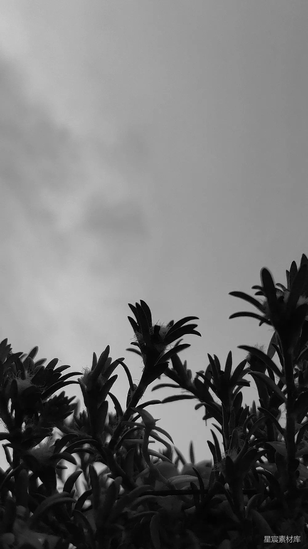 高清摄影  一张植物的特写图片