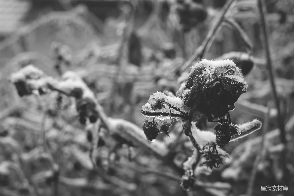 高清摄影  一张黑白照片，照片中植物上覆盖着积雪。