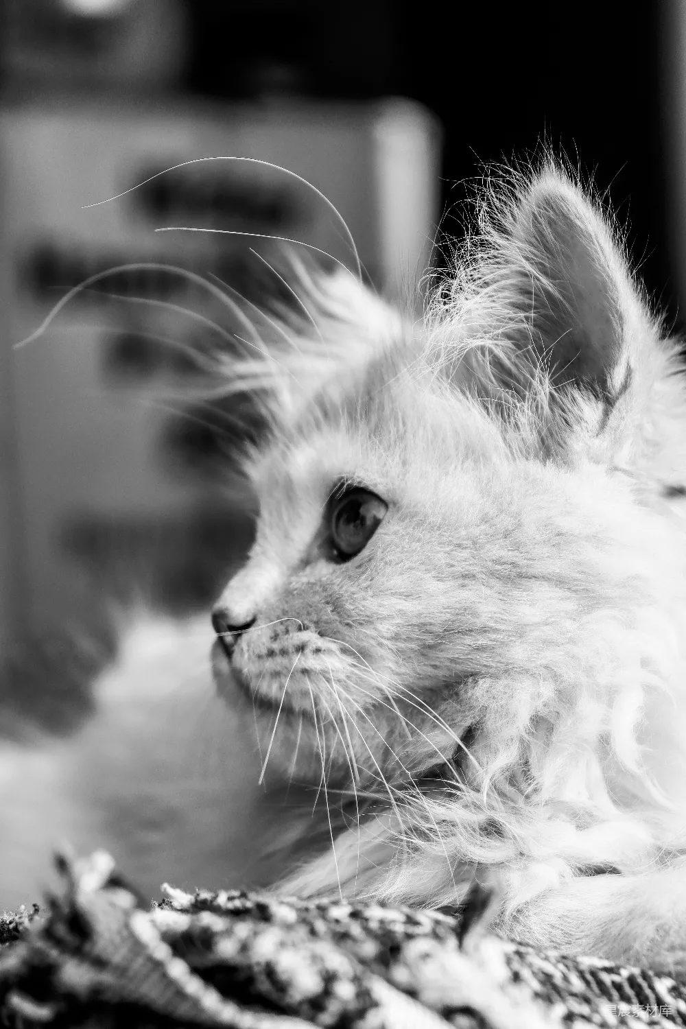 高清摄影  一只小白色的猫咪躺在毯子上。