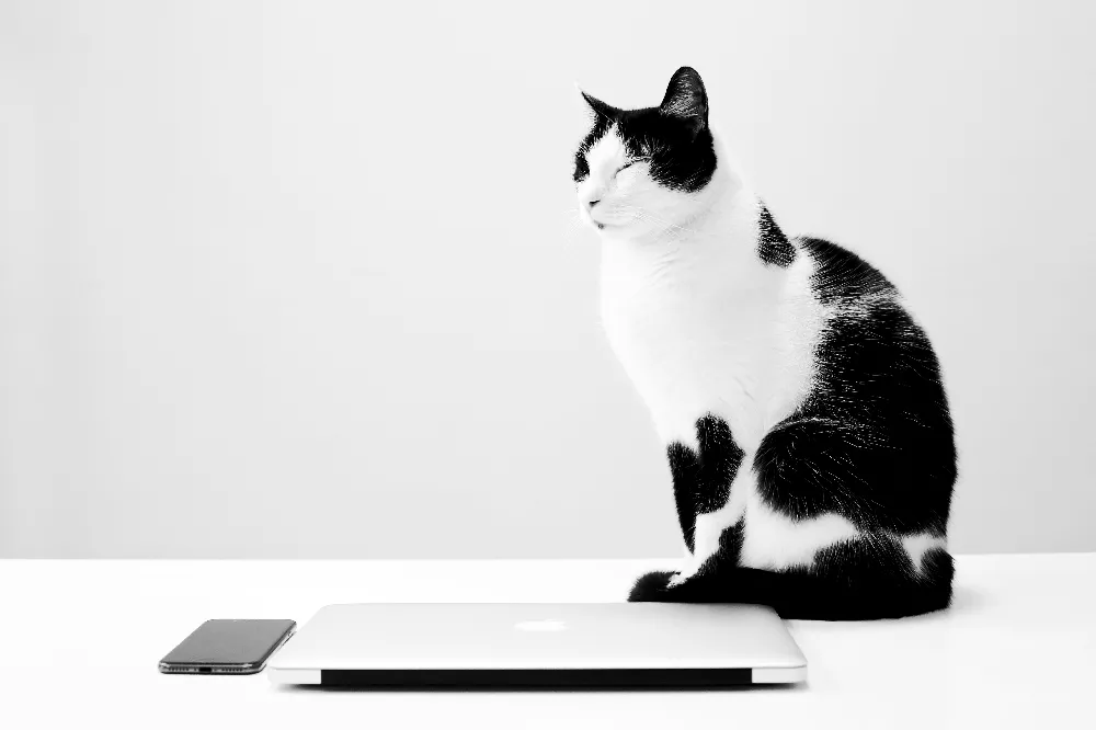 高清摄影  白桌上的一只黑白相间的猫