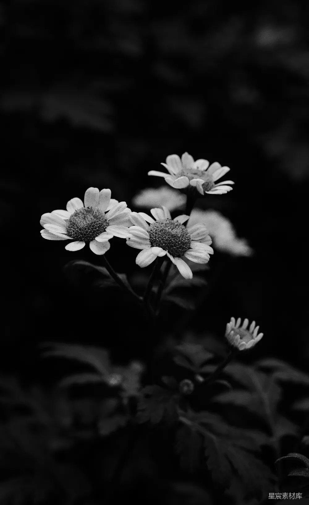 高清摄影 壁纸 自然 美丽的雏菊在黑白中盛开。
