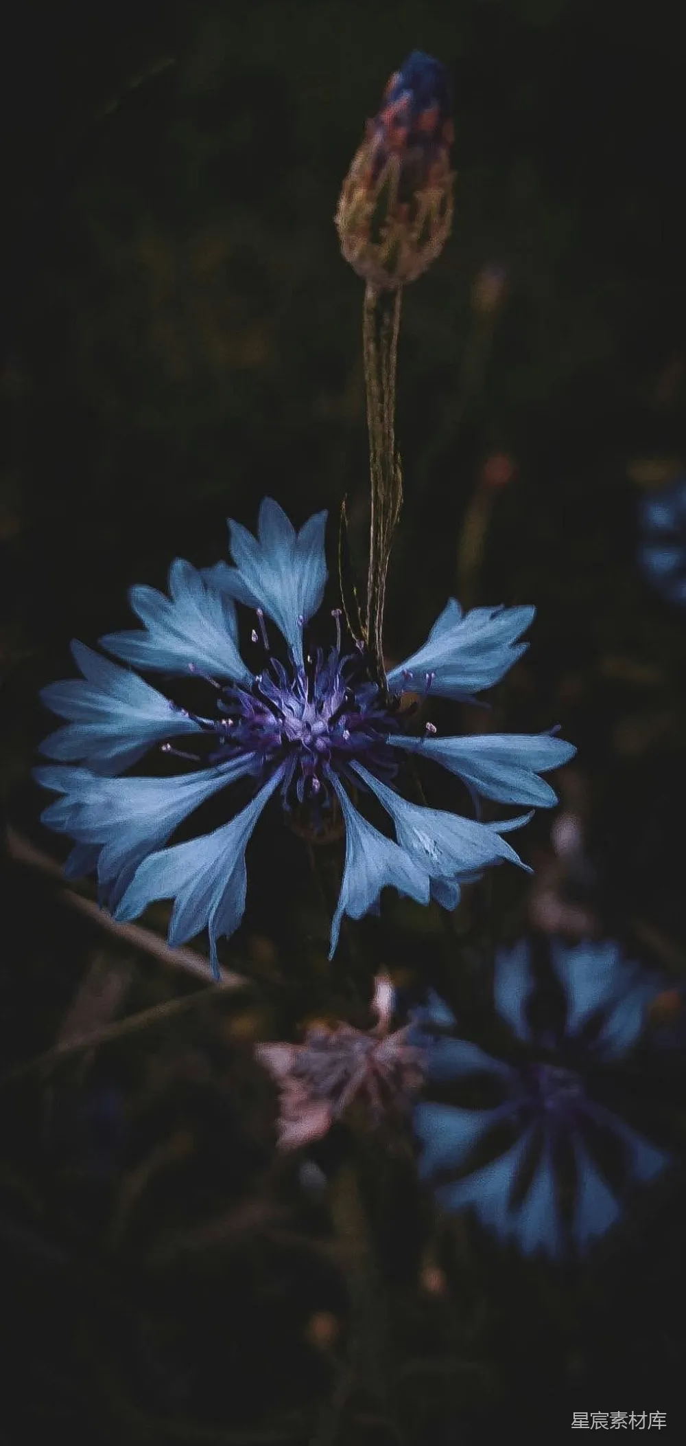 一朵花的特写镜头