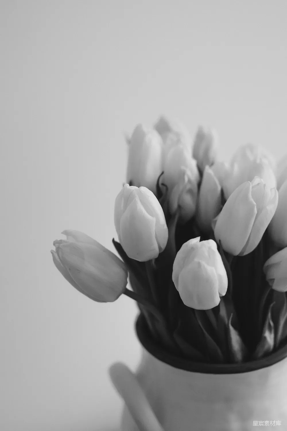 高清摄影  一朵花的特写