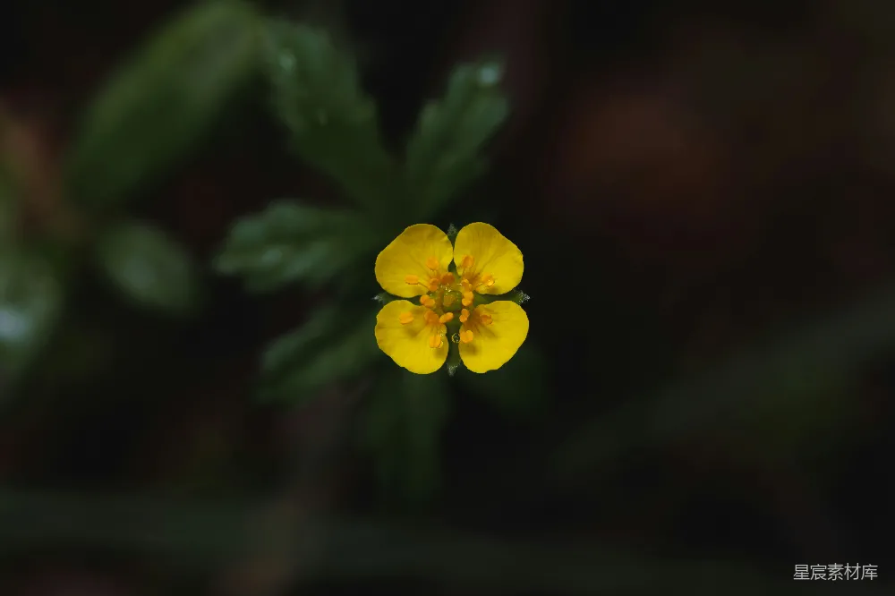 一朵小黄花，绿叶环绕。