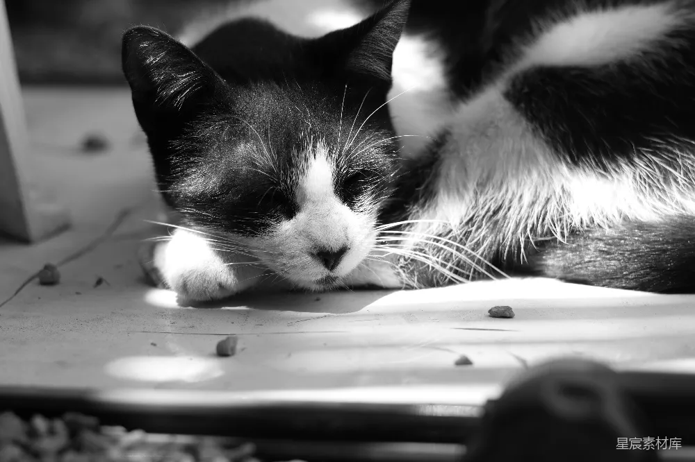 高清摄影  一只黑白相间的猫在户外休息。