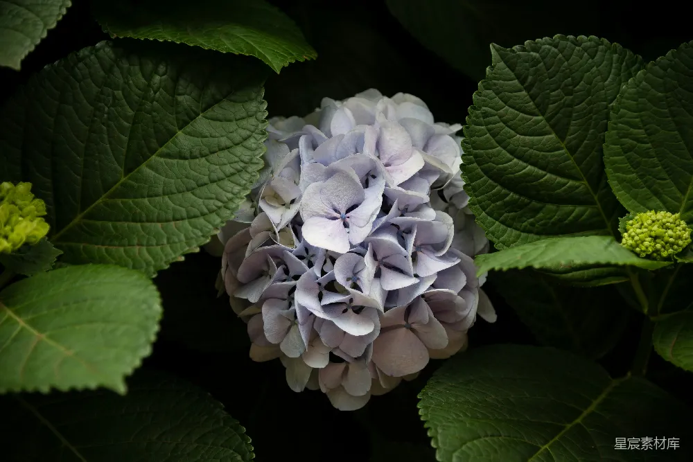 白花簇团花