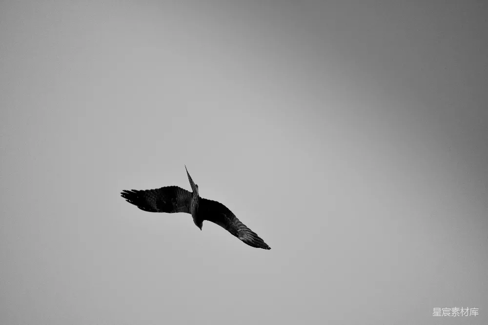 高清摄影 壁纸 黑鸟在空中飞翔