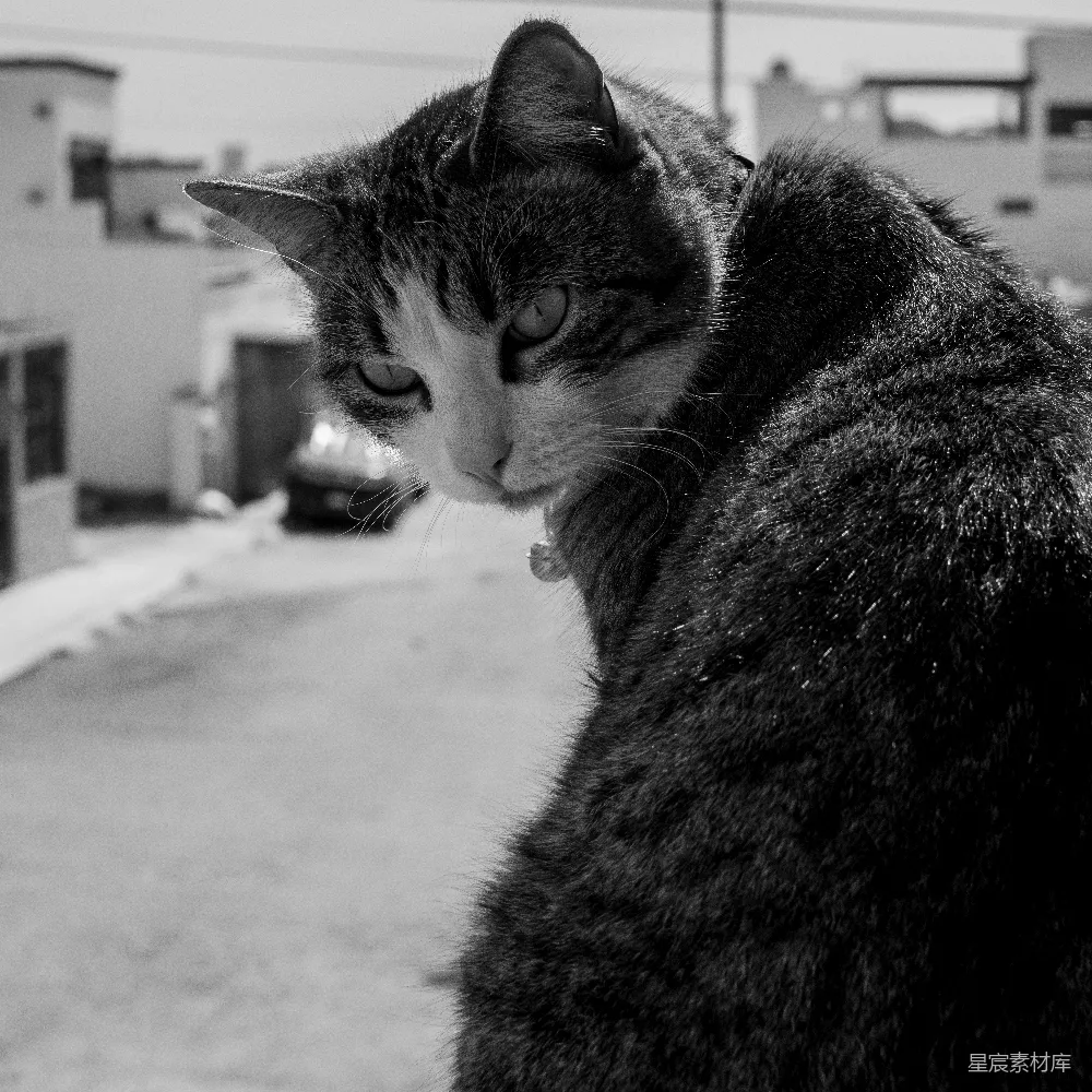 高清摄影  一张黑白相间的猫的照片