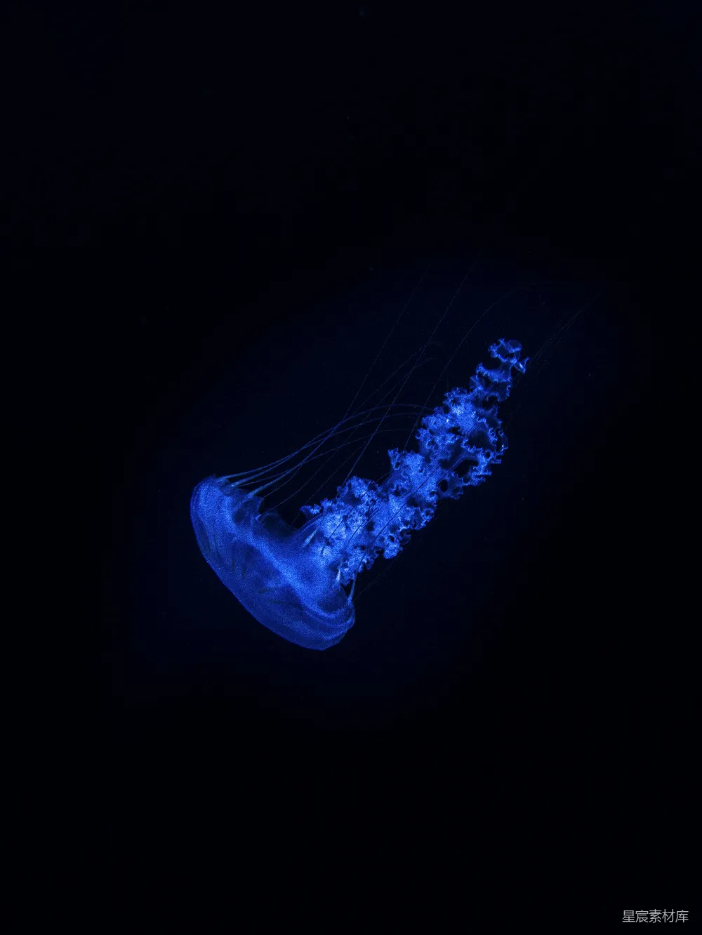 在黑暗中漂浮的一只蓝色水母