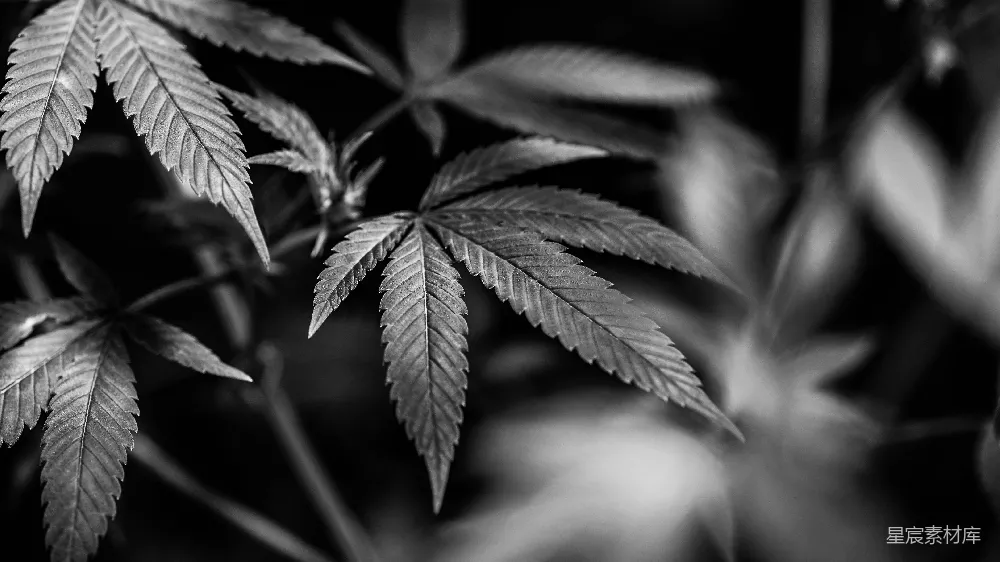 高清摄影 自然 一张黑白照片，显示了一株枝叶茂盛的植物。