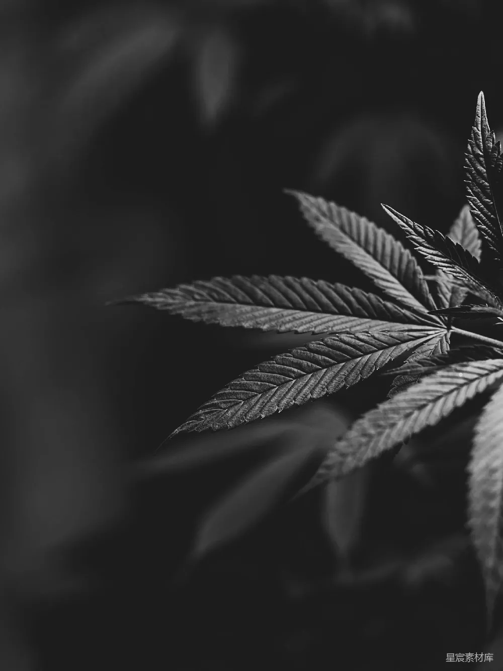 高清摄影 壁纸 自然 一张黑白照片，展示的是一株大麻植物。