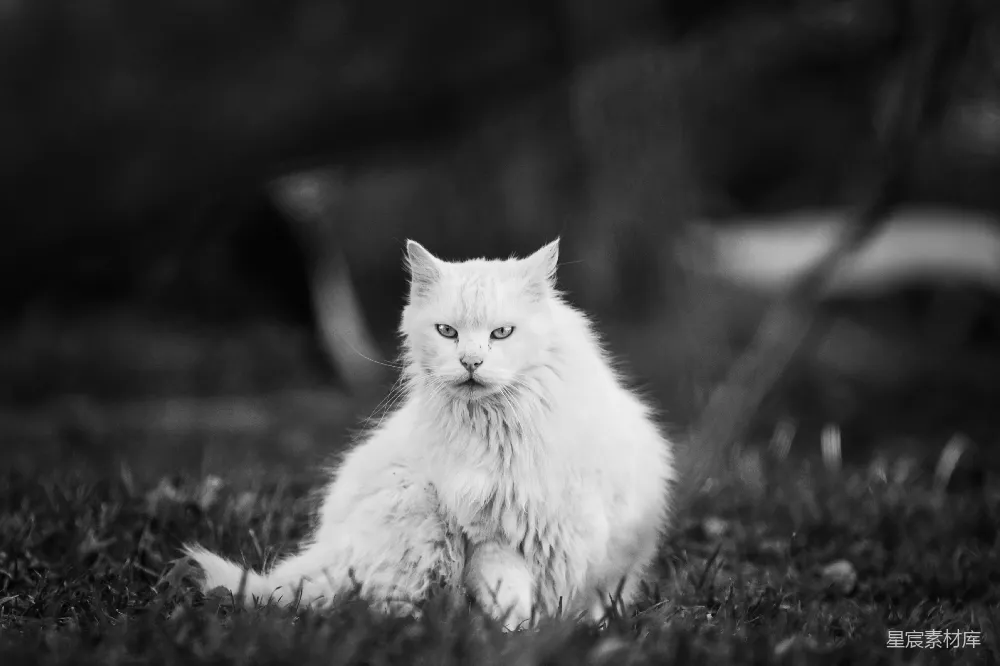 高清摄影 壁纸 一只猫坐在草地上