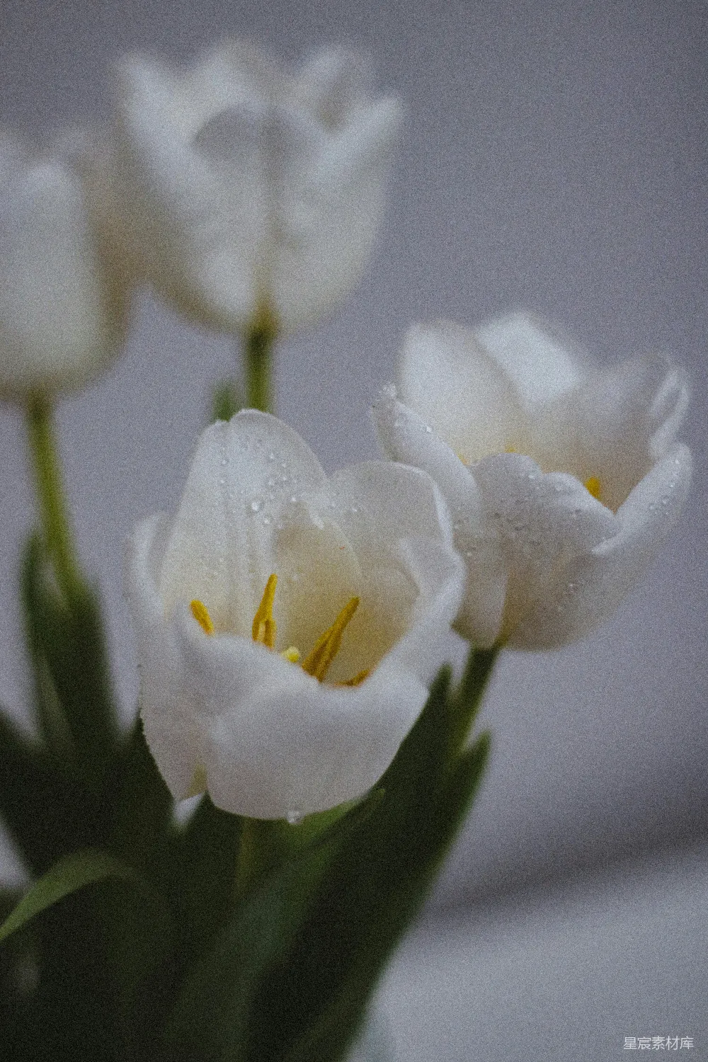 绿叶白花