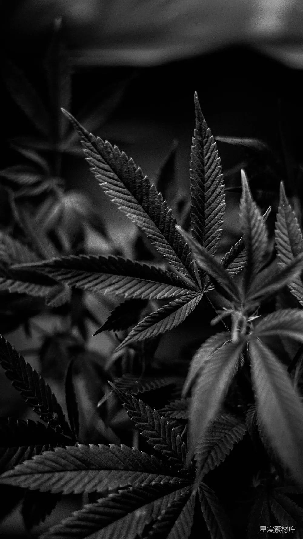 高清摄影 自然 壁纸 一张黑白照片，显示了一株大麻植物。