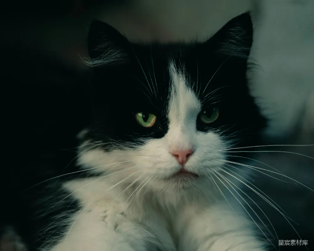 高清摄影  一只黑白色猫，有着绿色的眼睛。