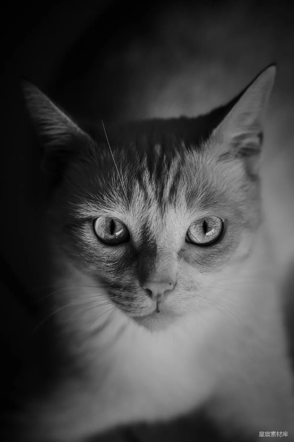 高清摄影  一只猫看着相机