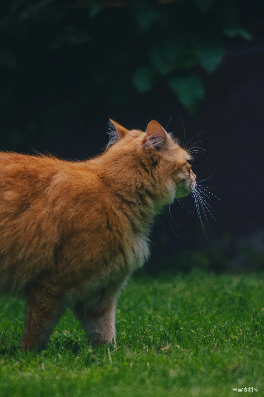 一只黄毛的猫在绿色的草地上漫步。