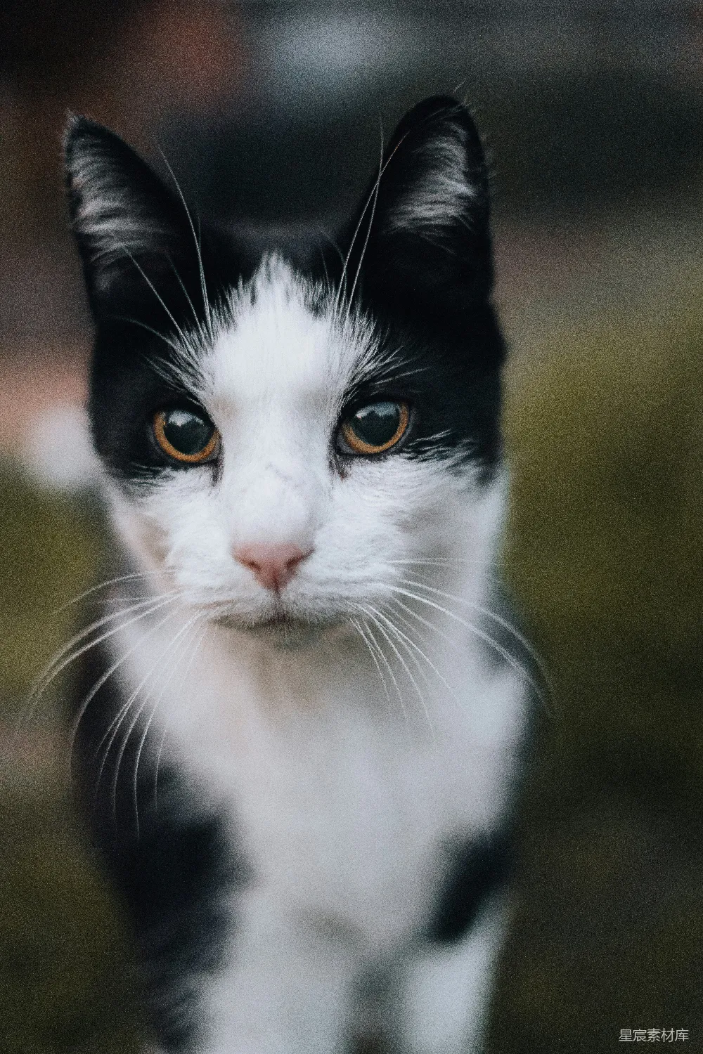 高清摄影  一只黑白相间的猫正看着镜头。