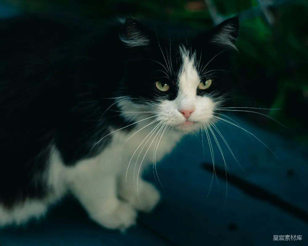 高清摄影  一只黑白相间的猫坐在木制桌子上。
