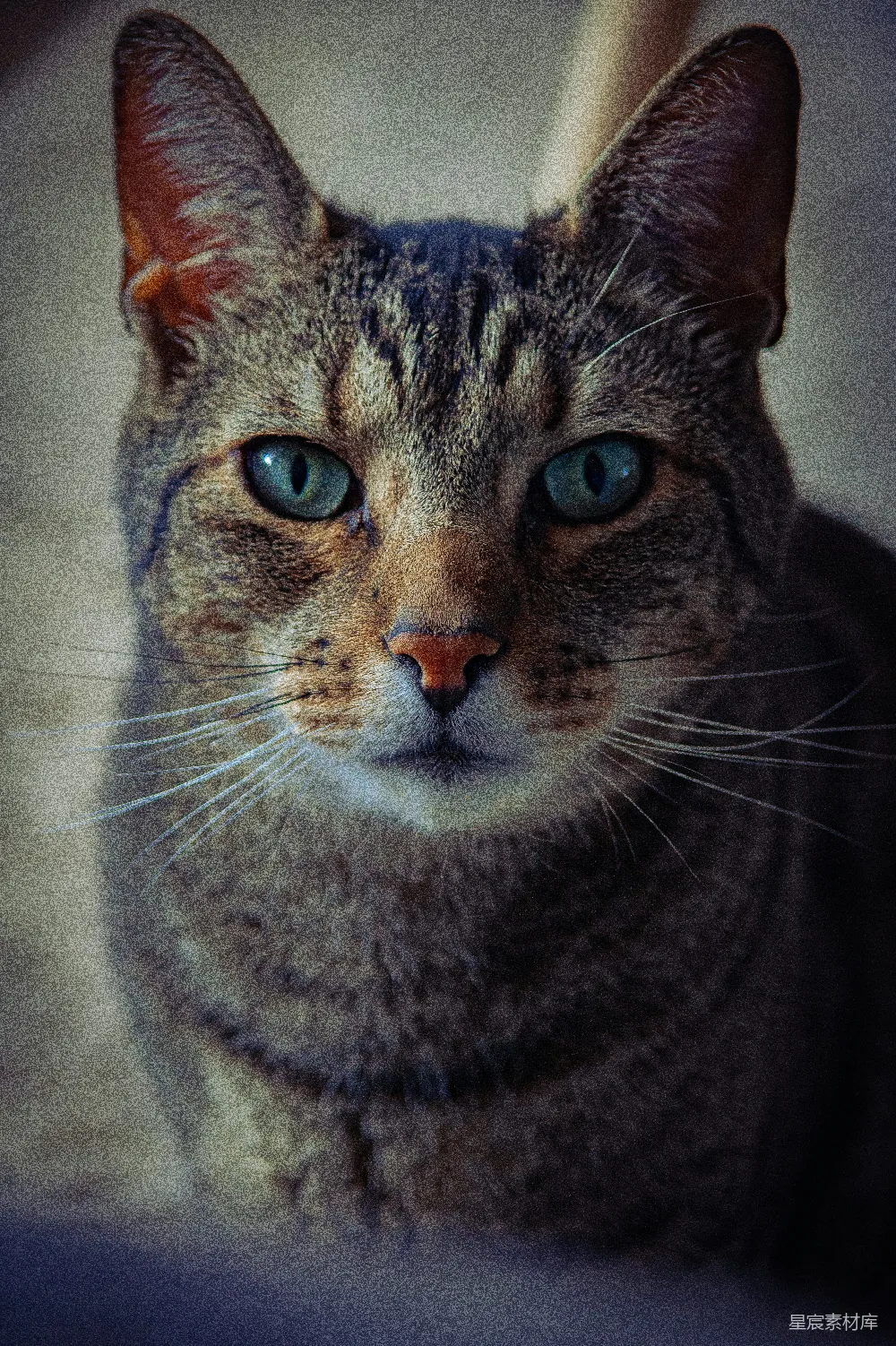 棕色虎斑猫的近景摄影