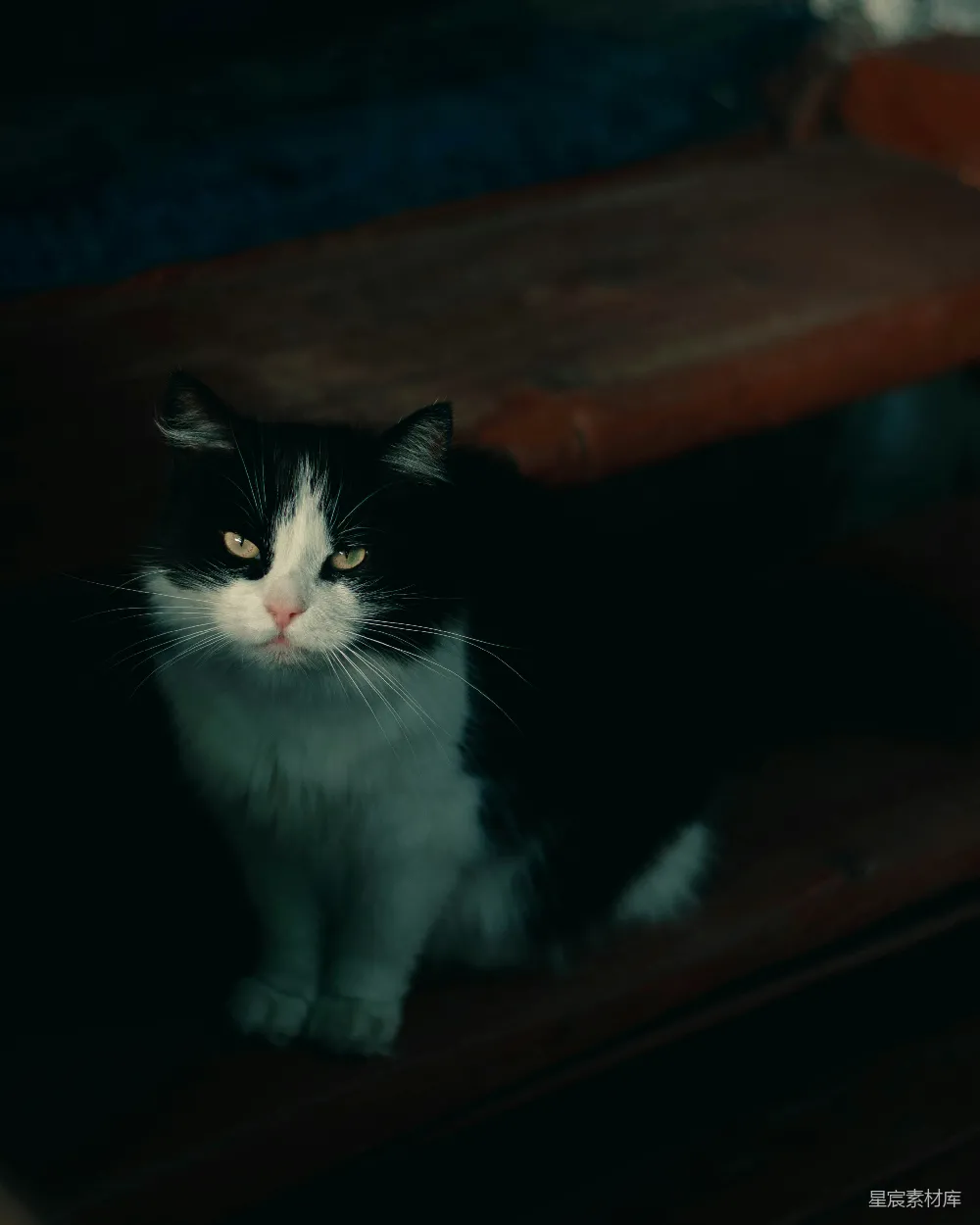 高清摄影  一只黑白相间的猫坐在木制长凳上
